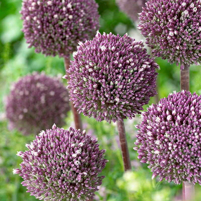 Featured Flower Bulbs