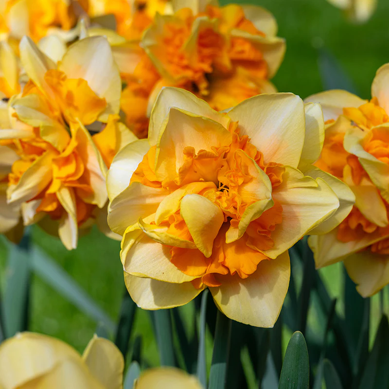 New Flower Bulbs
