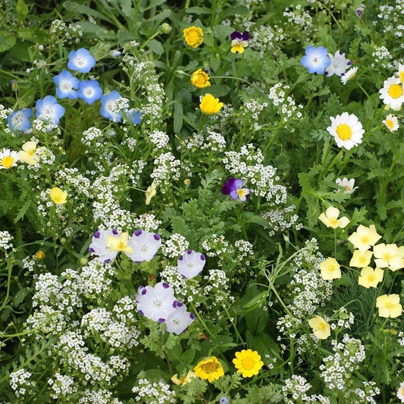 Most Popular Plants