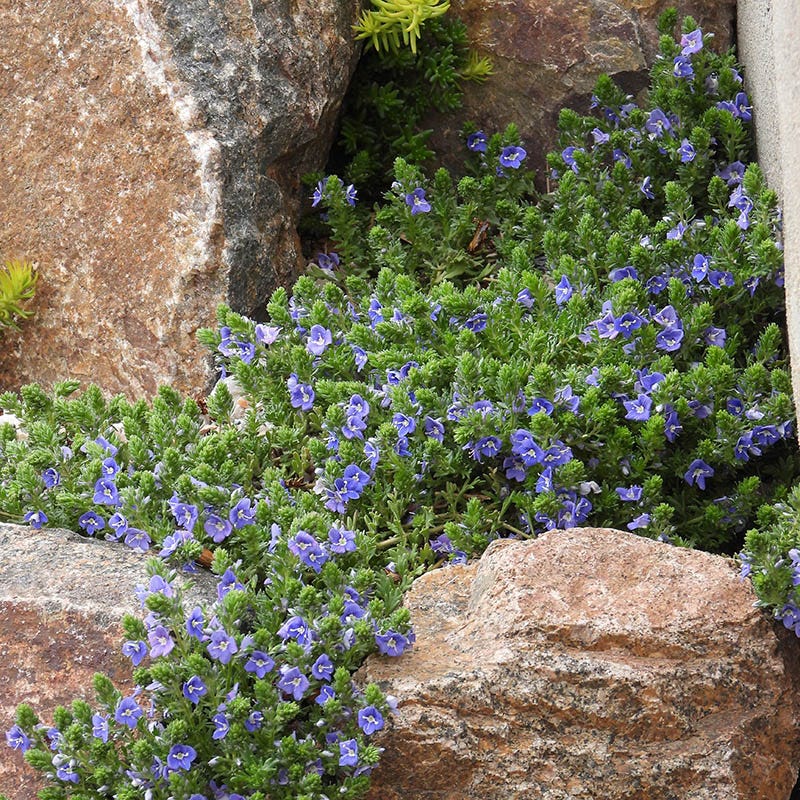 Featured Plants
